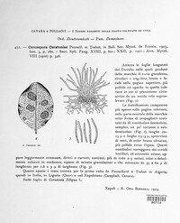 Pseudocercospora ceratoniae image